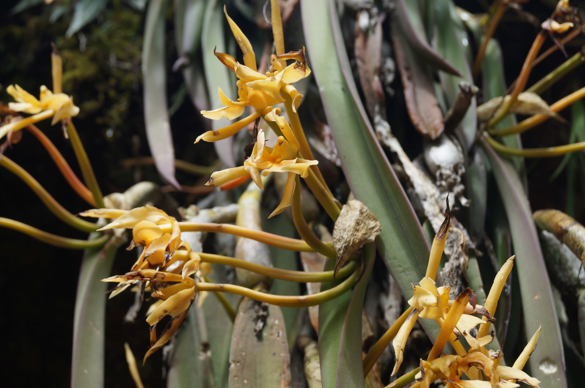 Epidendrum falcatum